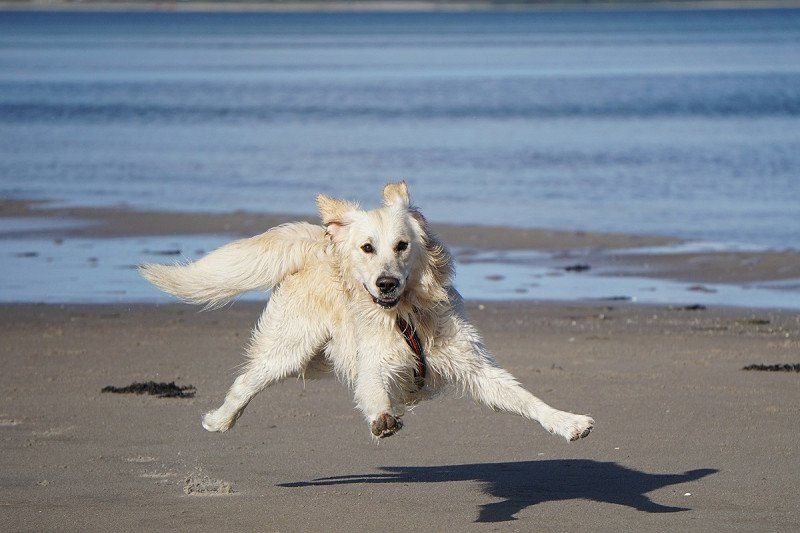 Dog-friendly holidays on the Dutch coast