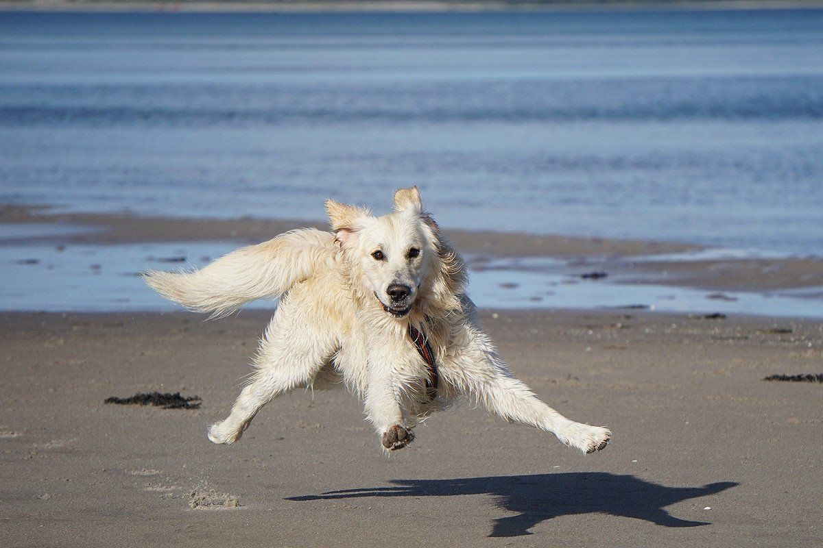 Holland mit Hund am Meer - FREEONTOUR