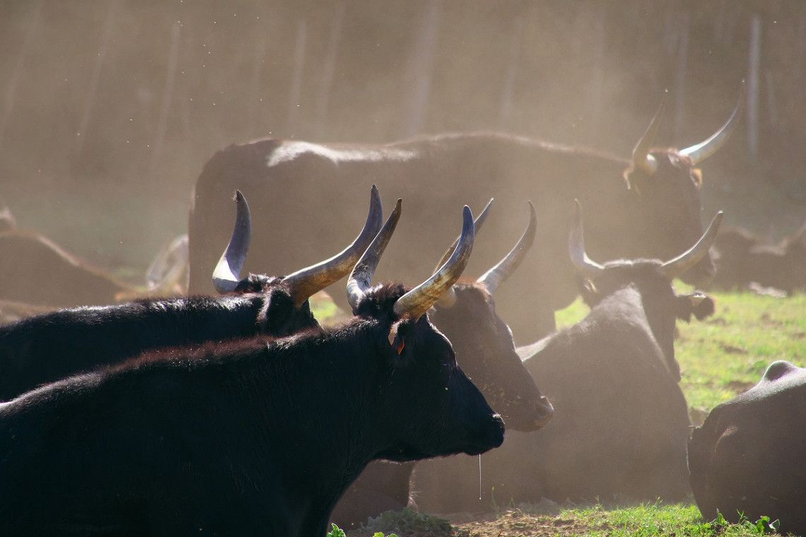 Herde Camargue-Rinder auf Wiese