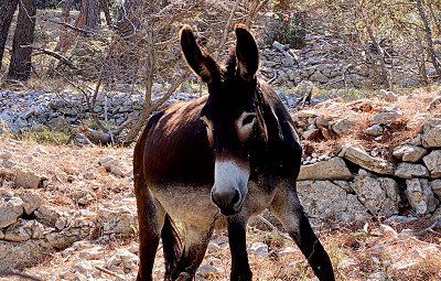 A donkey in a Mediterranean landscape
