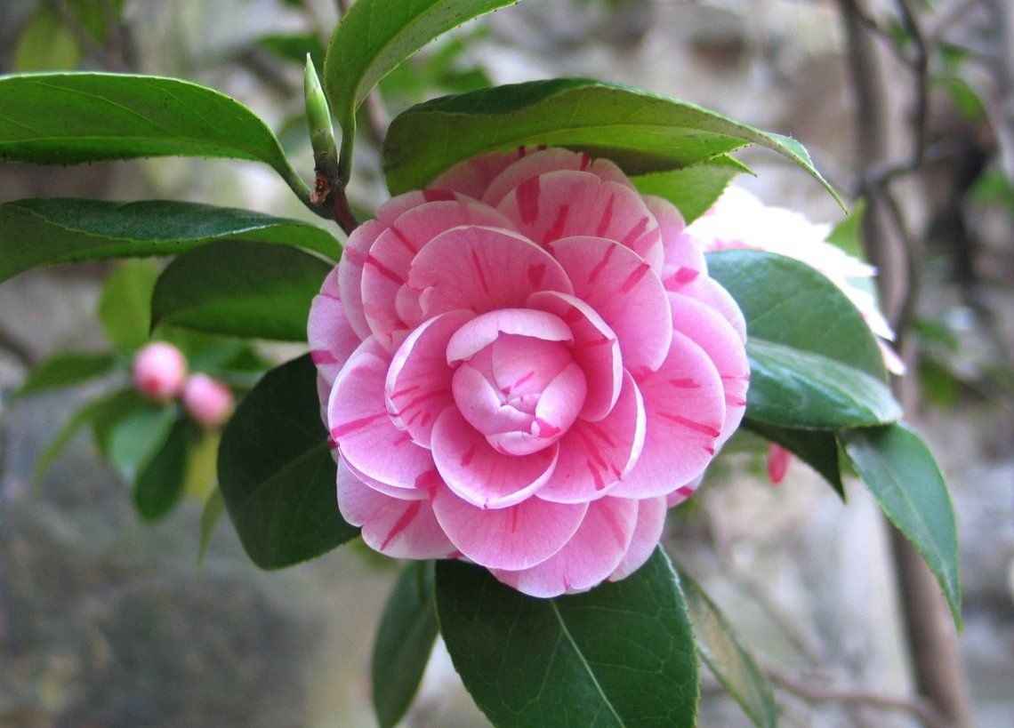 Camellia double pink