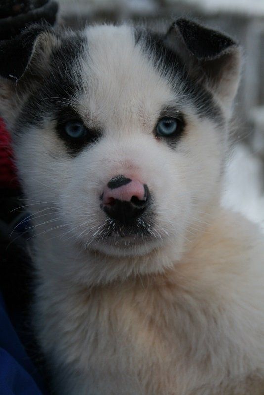 Husky Welpe