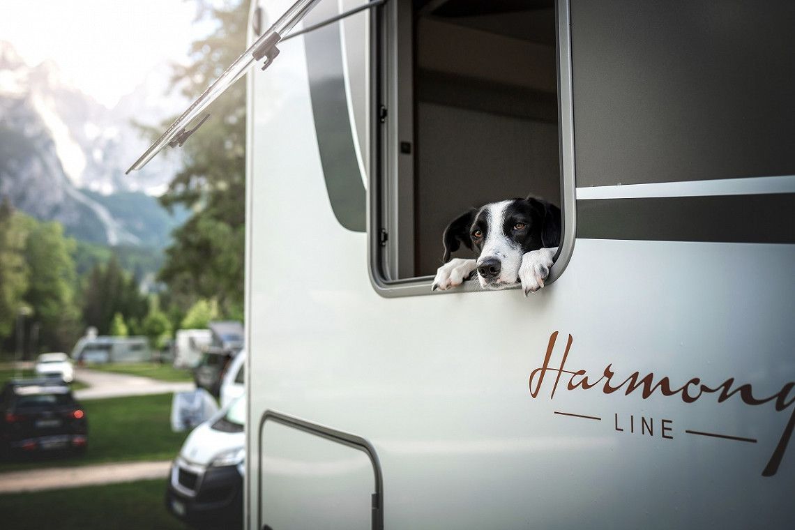 Hond voor het raam van een stacaravan van Buerstner op de camping