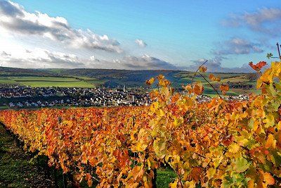 Goldener Herbst-Weinberg bei Markelsheim im Taubertal