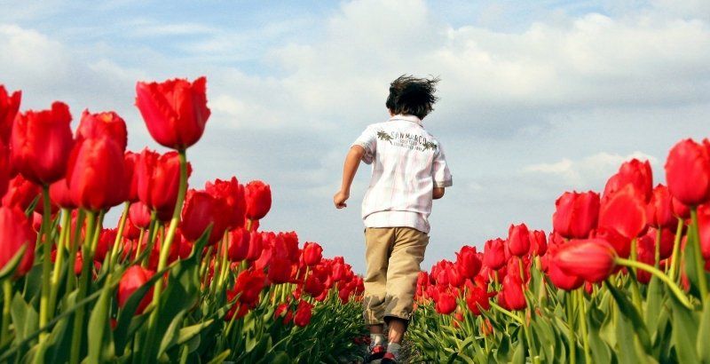 Die schönsten Ziele zur Tulpenblüte in Holland