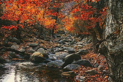 Buntes Herbstlaub in den Karpaten