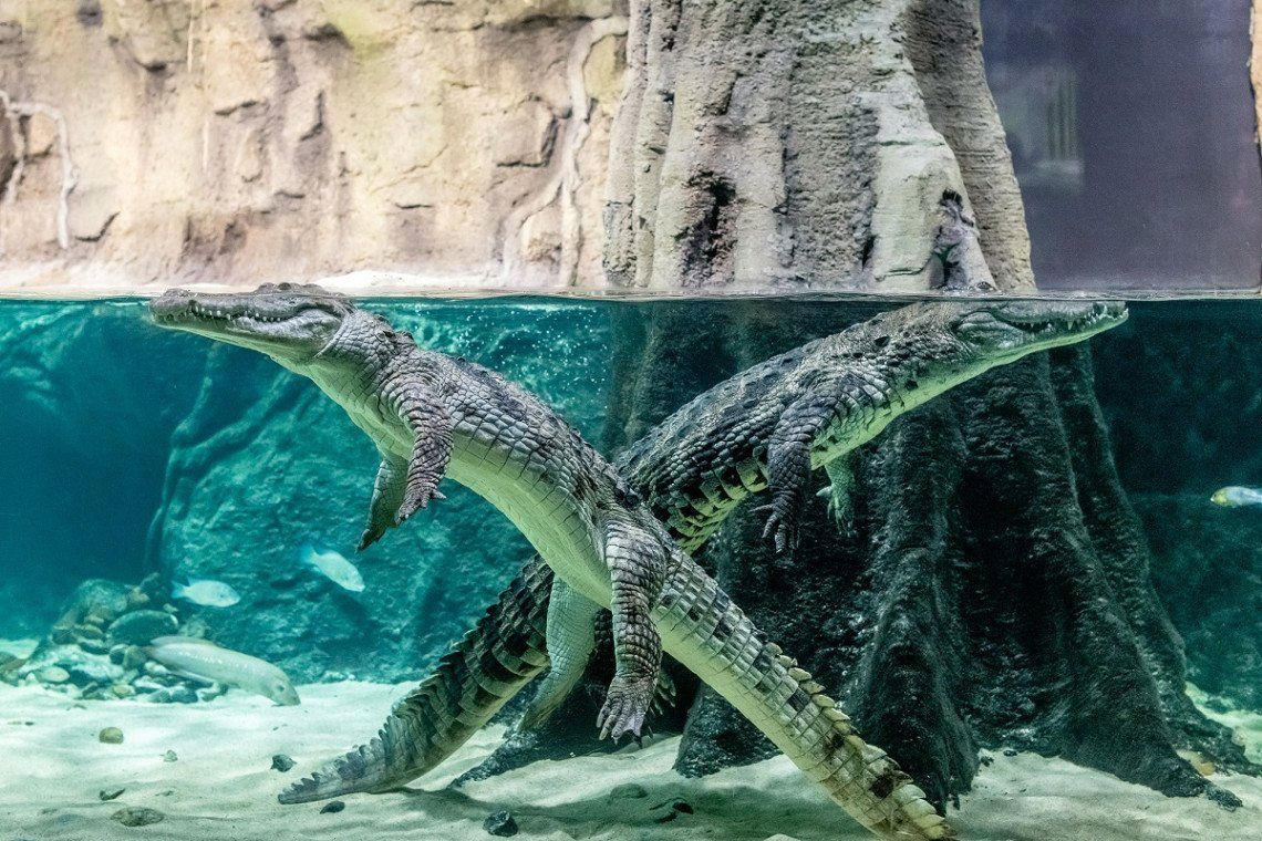 Krokodile im Wasser im Aquatis