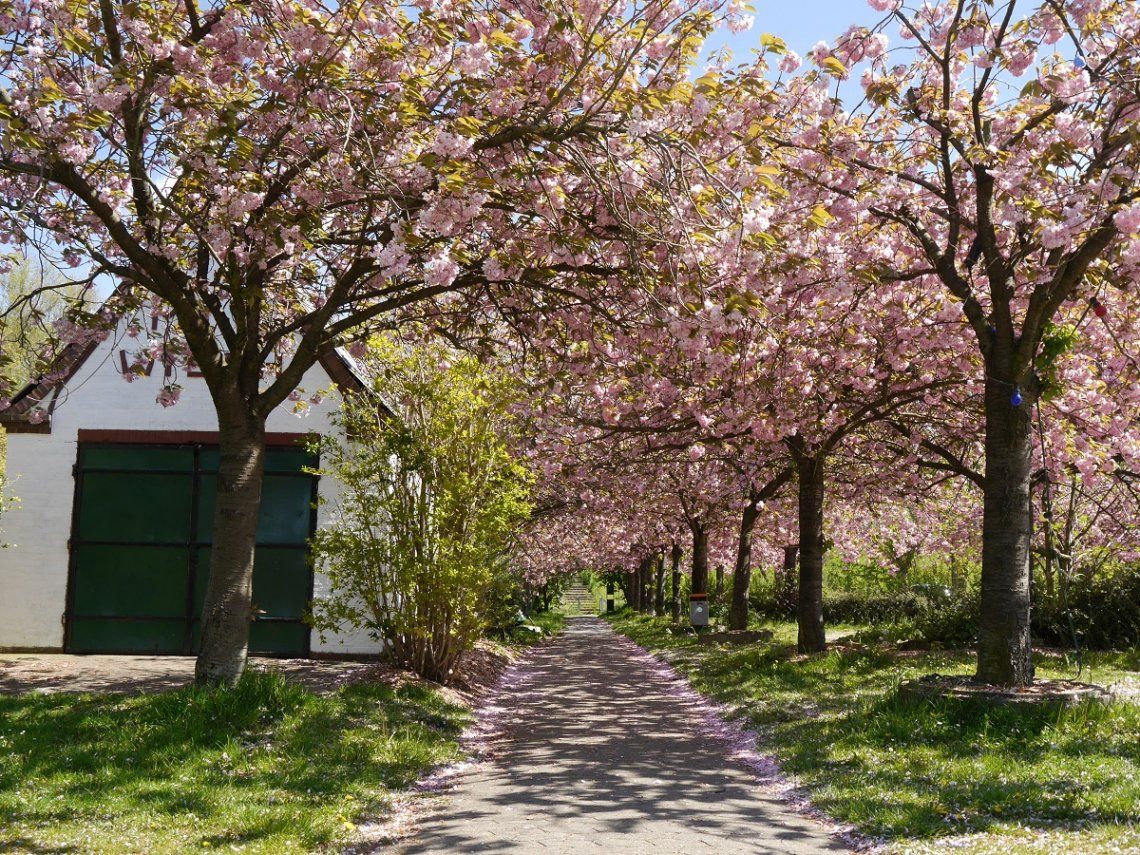 Allee mit Zierkirschblüten im Alten Land