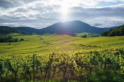 Weinberge bei Nothalten im Elsass 