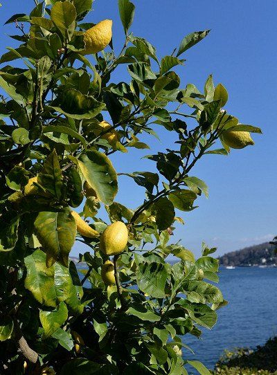 Zitronenstrauch vor dem Panorama des Lago Maggiore, Italien