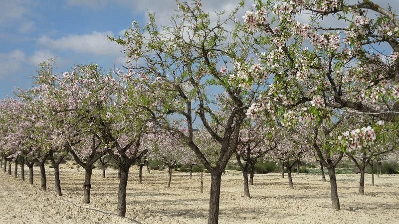 In the spring to Spain