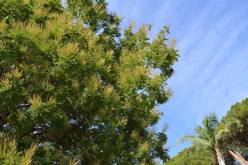 Südfrankreich entlang der Straße der Mimosen