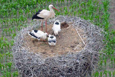Storchennest mit Weißstörchen in Potowo