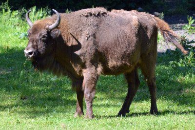 Wisent im Bialowieski Nationalpark