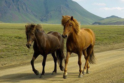 zwei Islandpferde auf Strasse in Island