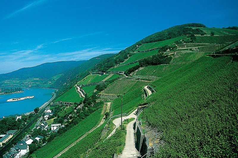 Panoramawanderung Rheingauer Rieslingpfad