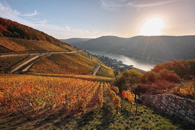 Per Camper durch das Weinanbaugebiet Rheingau