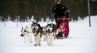 Hundeschlittengespann in Finnland im Winter