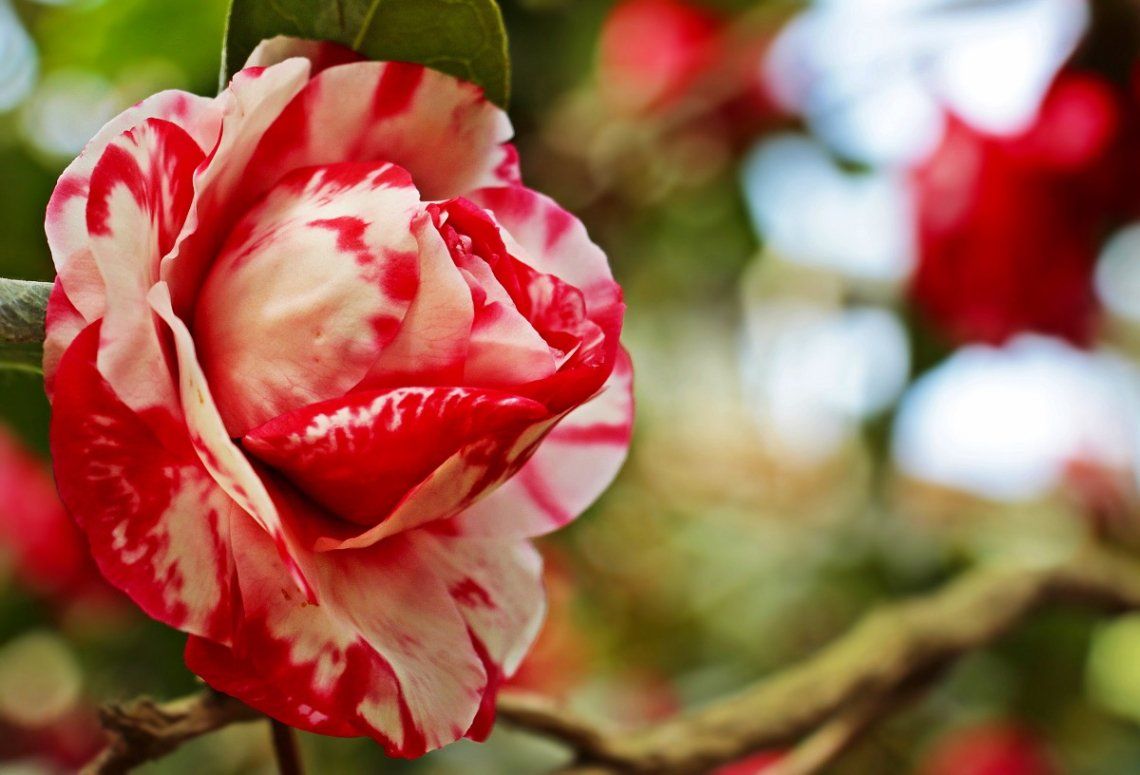 Double, red and white tabby camellia flower