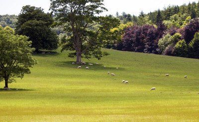 Hügel und Schafe im South Downs Nationalpark 