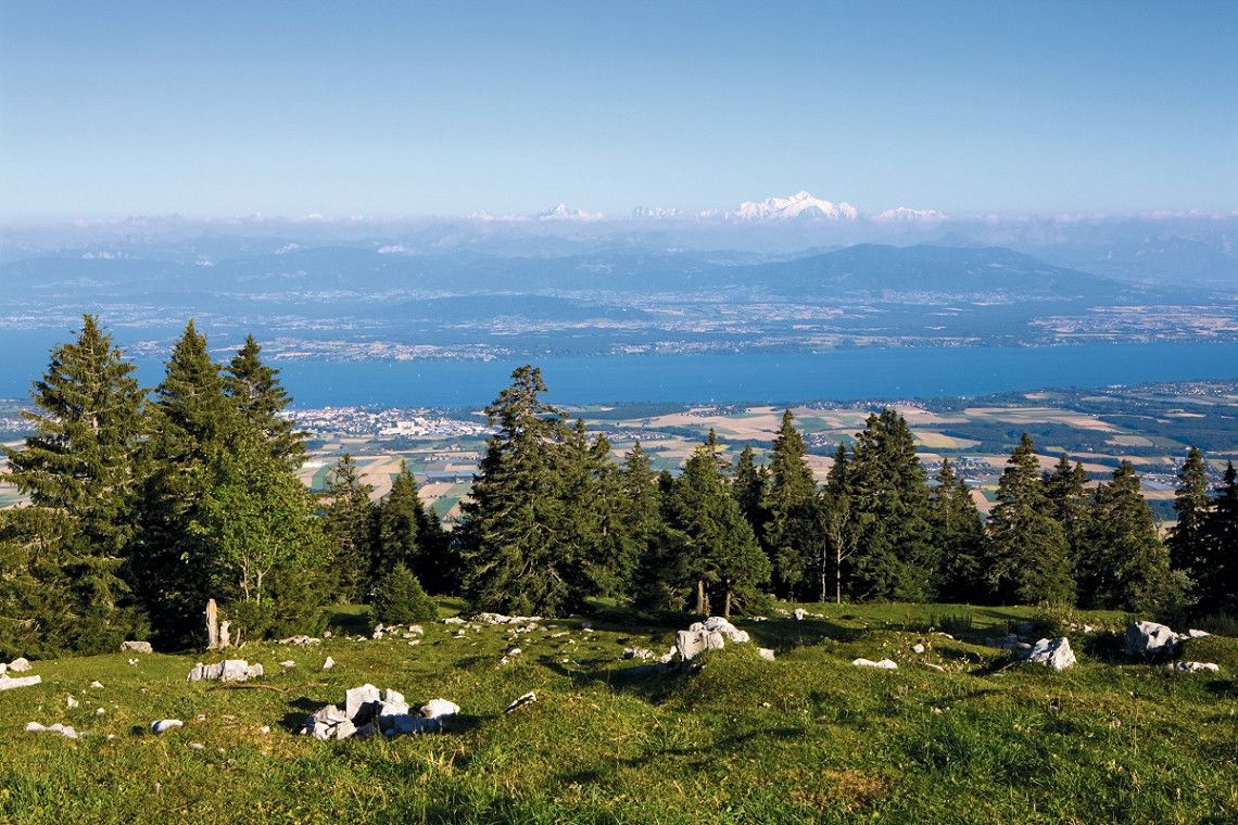 A forest and meadow in the Jura Vaudois Nature Park
