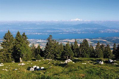 A forest and meadow in the Jura Vaudois Nature Park