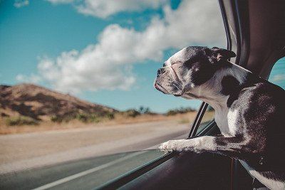 Hund im Auto während der Fahrt