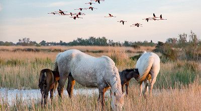 Camping in der Camargue in Südfrankreich