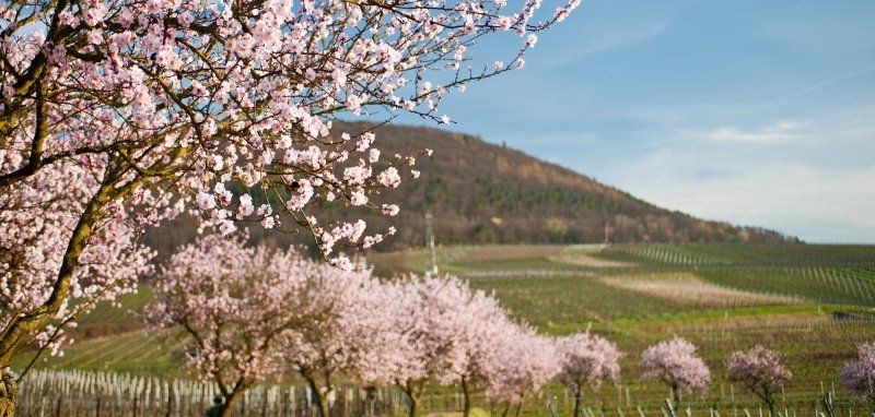 Per Wohnmobil zur Mandelblüte in die Pfalz