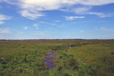 Marschlandschaft auf der Isle of Sheppey 