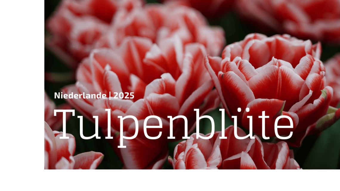 04 2025 - Netherlands Tulip blossom