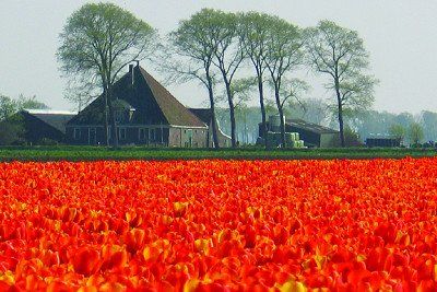 Tulip fields in the northern part of the Netherlands