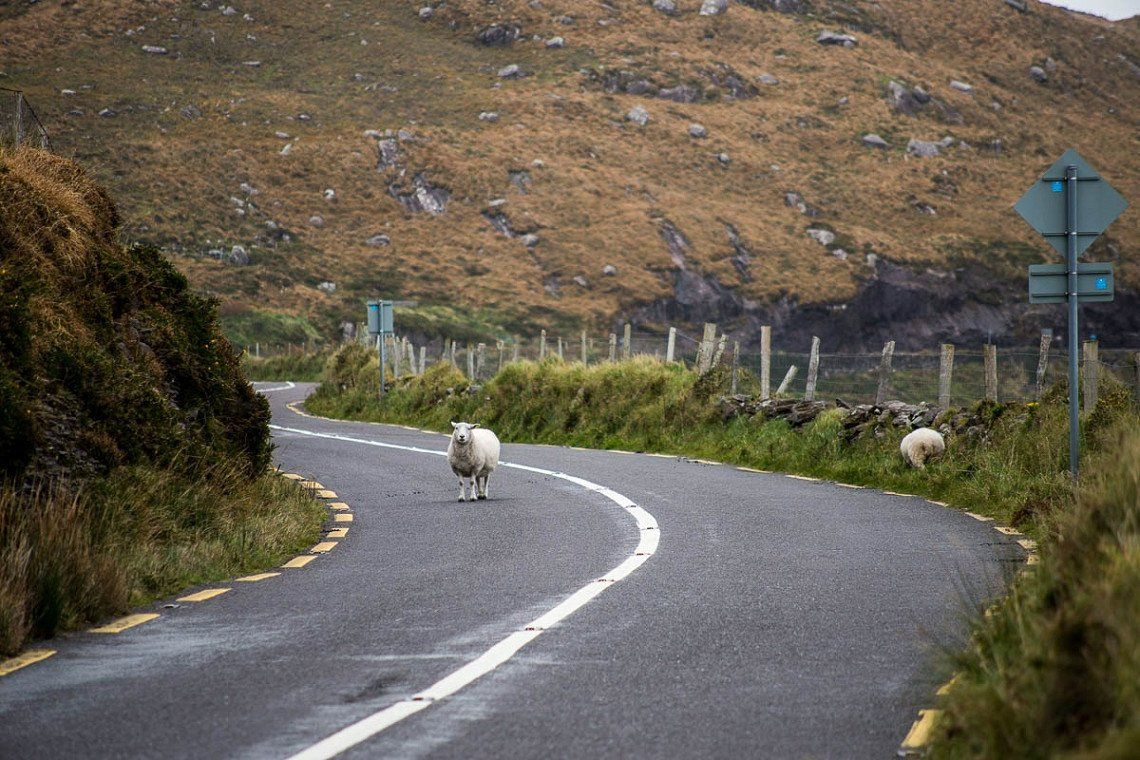 Schaf auf Strasse des Ring of Kerry 