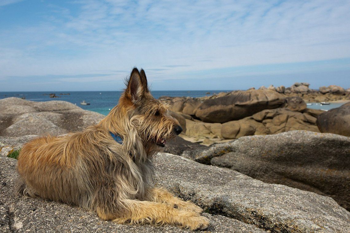 Hond op rotskust in Bretagne