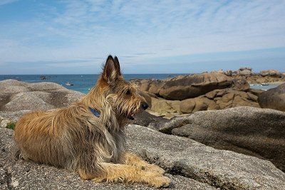 Dog on rocky coast in Brittany