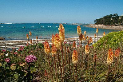 The sea and plants in Brittany, France