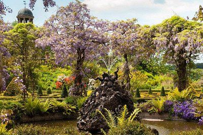 Wisteria fountain at Bantry House, Ireland