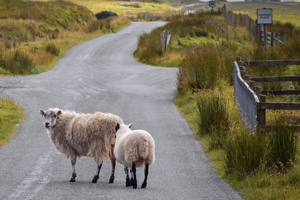 Schafe auf einspuriger Strasse in Schottland 