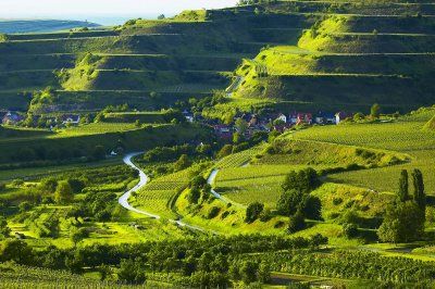 Vineyard terraces near Oberrottweil at the foot of the Kaiserstuhl