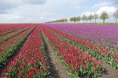 Tulip fields in Flevoland in the northern part of the Netherlands