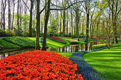 Tulips in Keukenhof park
