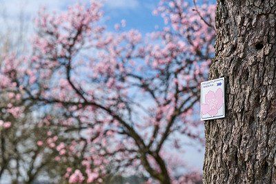 Beschilderung des Pfaelzer Mandelpfads waehrend der Mandelbluete 