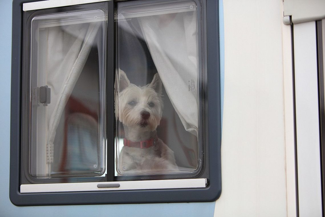 Hund am Fenster eines Wohnmobils auf Achill Island, Irland 