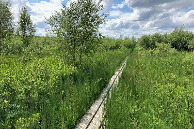 Wooden walkway in Store Mosse National Park