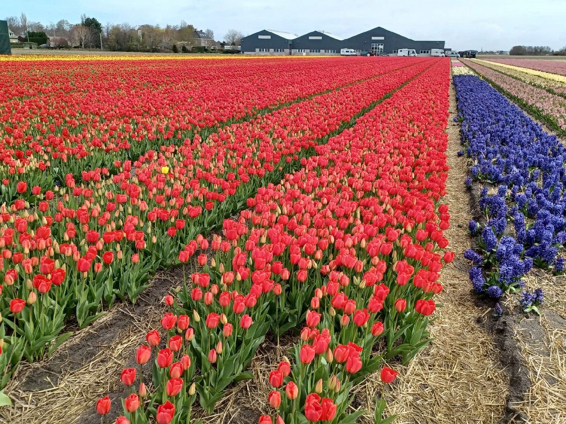 10 daagse rondreis
Naar de tulpenbloesem via Luxemburg, België naar Nederland en weer terug