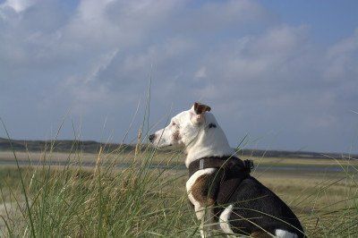 A Jack Russel Terrier in the De Slufter nature reserve