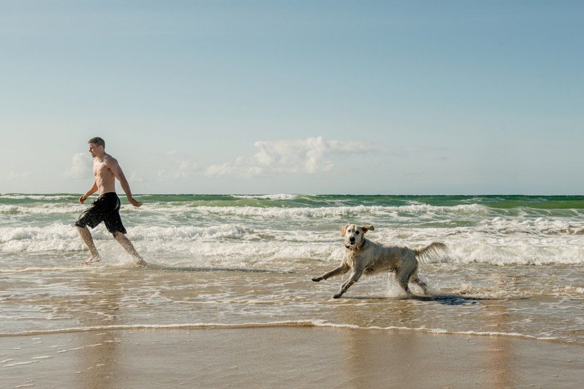 Hund am Strand in Dänemark 