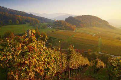 Uitzicht over herfstwijngaarden op de Castellberg in Markgräflerland