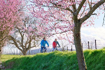 Cyclists on the Almond Trail in the Palatinate during the almond blossom season