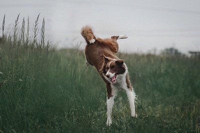 Hund beim Toben auf Wiese